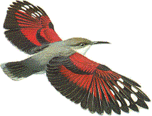 hummingbirdlf.gif (10750 bytes)