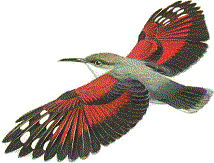 hummingbirdrt.gif (10686 bytes)