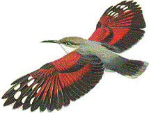 hummingbirdRT.gif (10686 bytes)